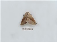 藏品(尺蛾4)的圖片